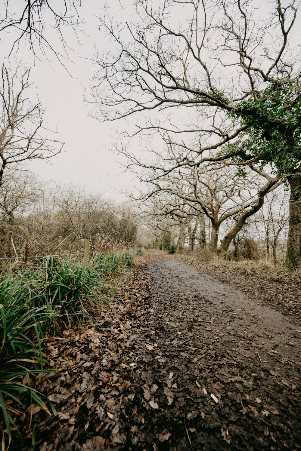 a dirt road surrounded by trees and grass