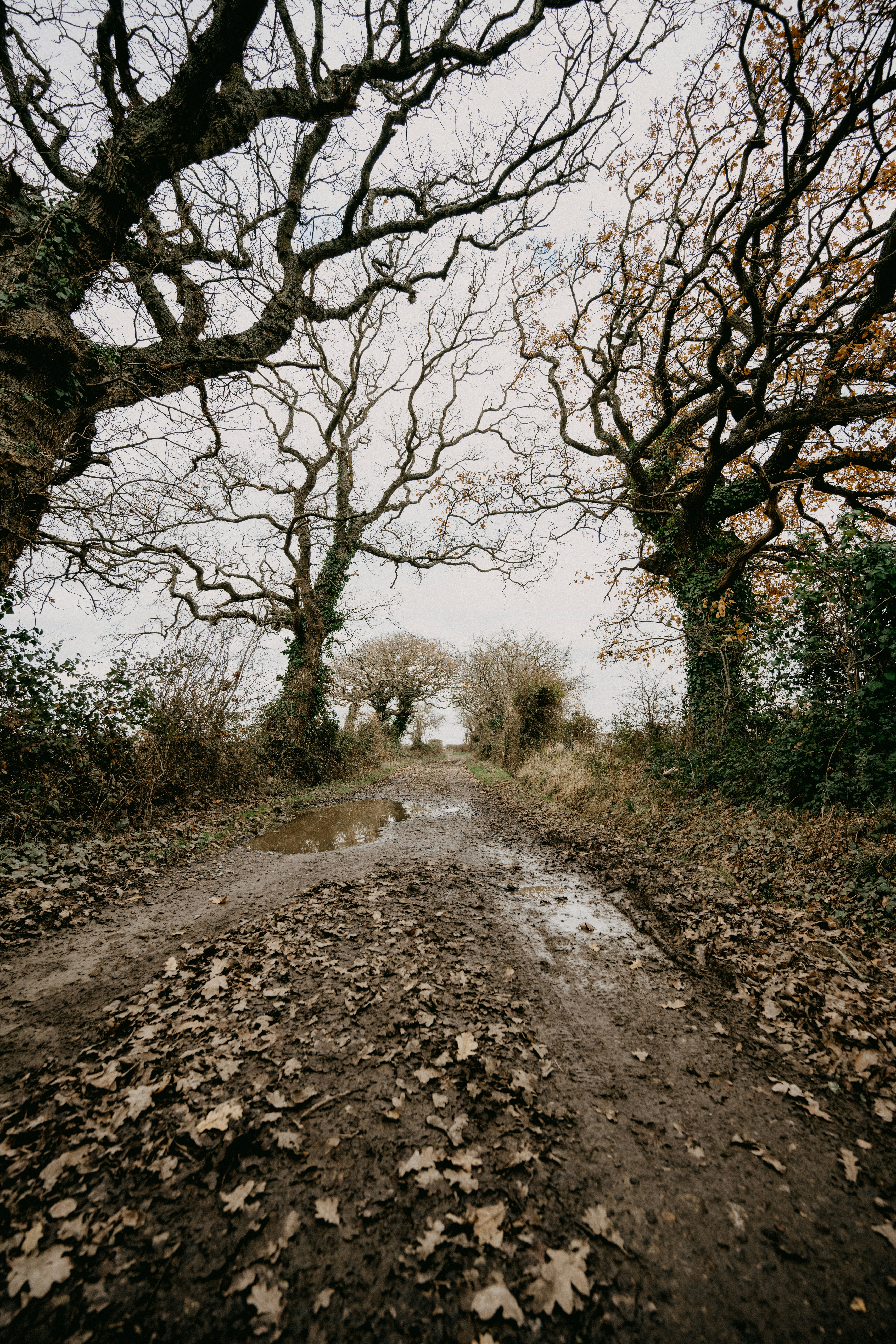 A dirt road surrounded by leaf covered trees photo – Free Nature Image ...