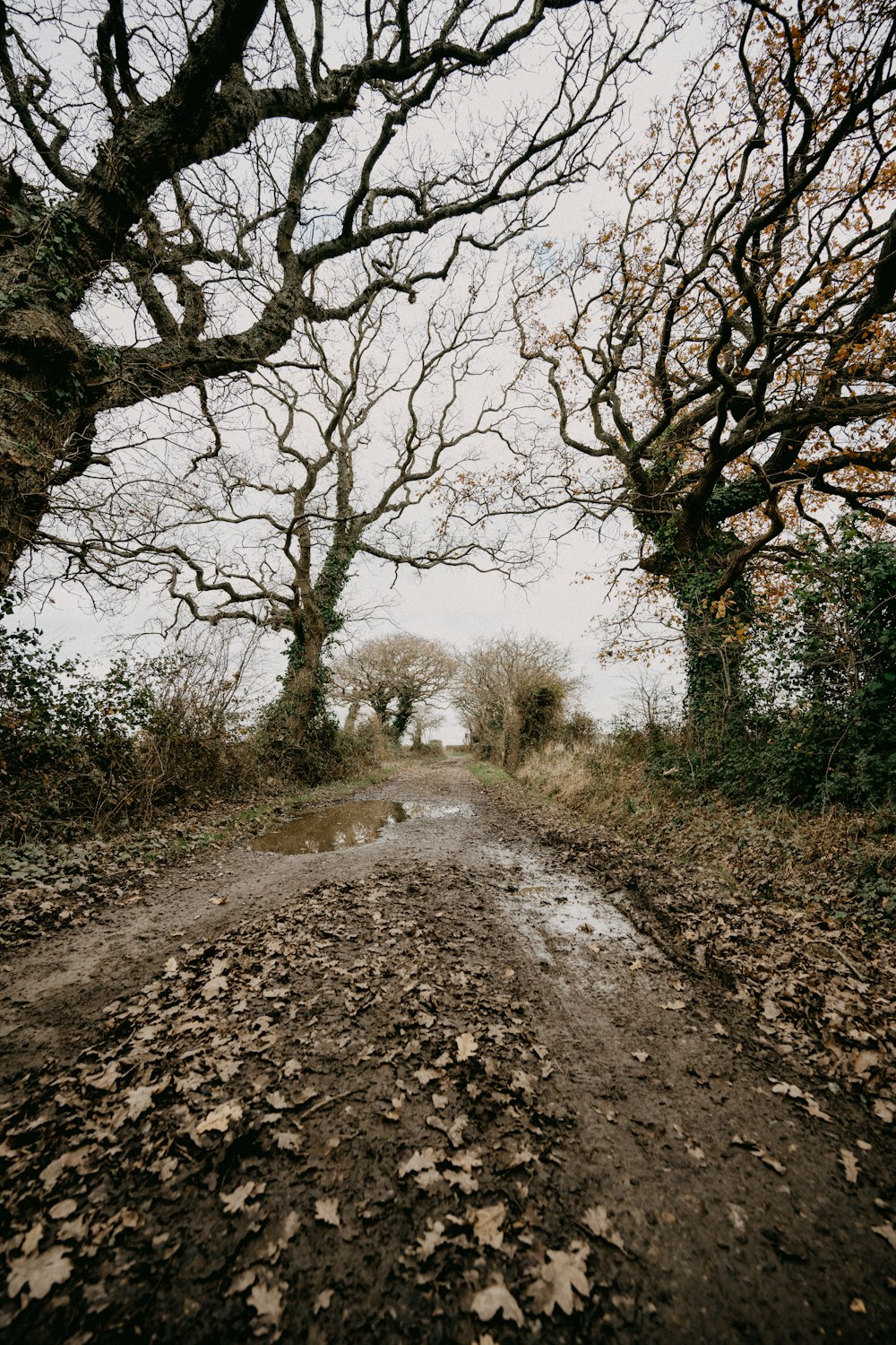uma estrada de terra cercada por árvores cobertas de folhas