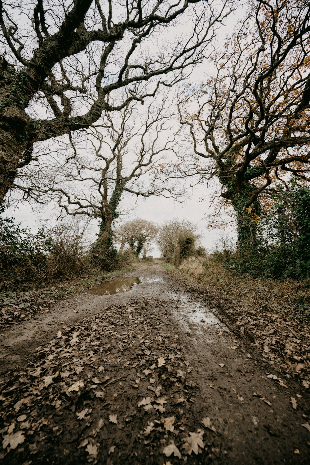 a dirt road surrounded by leaf covered trees