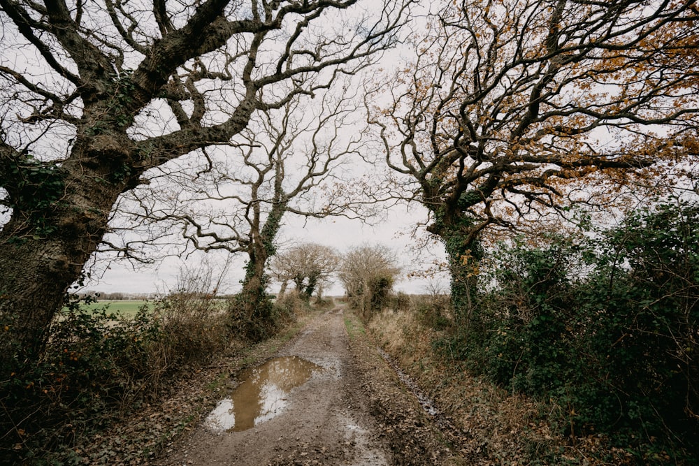 a dirt road surrounded by trees and water