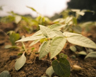 Close-up of young green plants sprouting in well-prepared soil