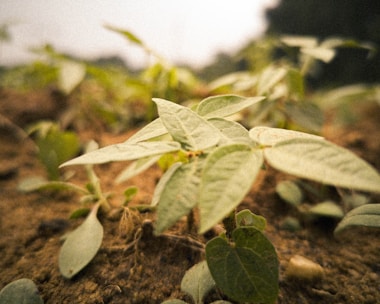 Close-up of young green plants sprouting in well-prepared soil