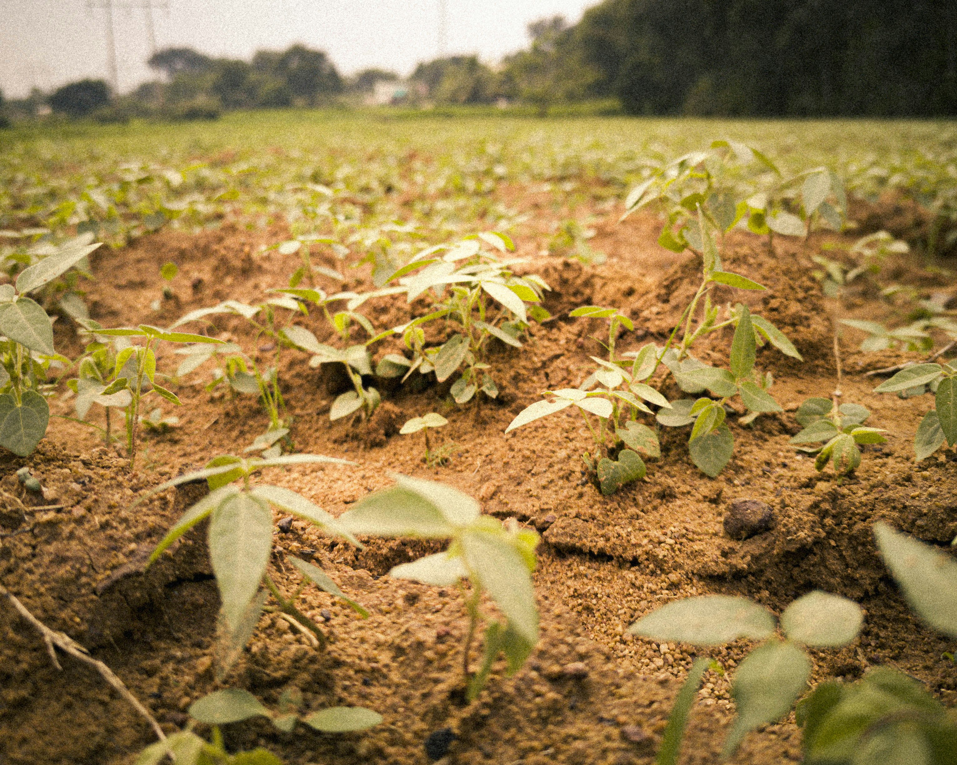 a field with a bunch of plants growing in it
