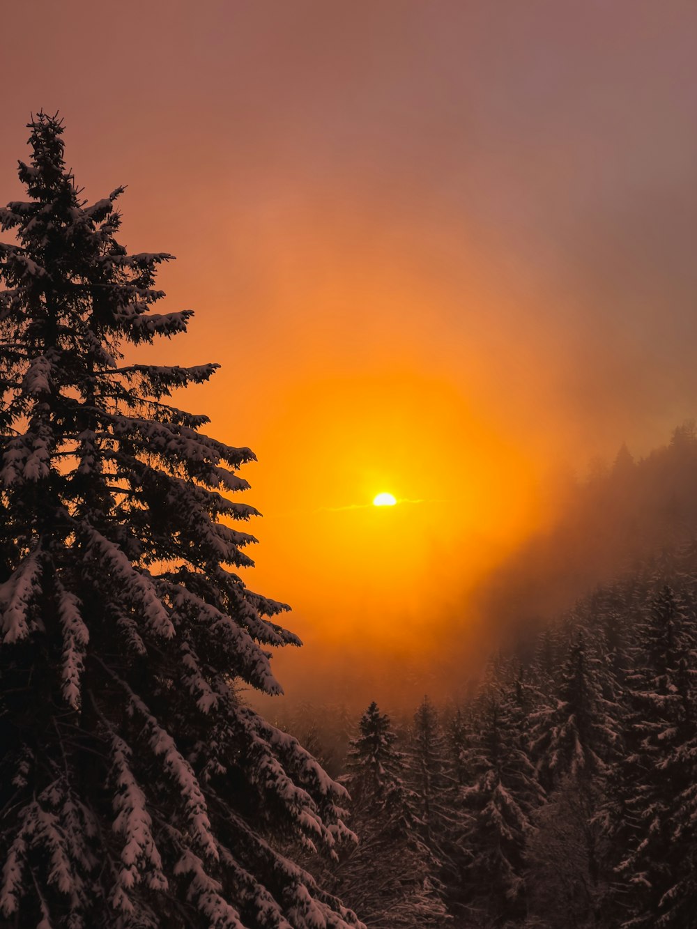 the sun is setting over a snowy forest