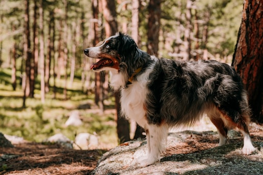A black, white, and brown dog stands on a rocky surface surrounded by a dense forest. The trees are tall and slim, and the sunlight filters through the branches, casting dappled shadows on the ground. The dog's expression is alert and its tongue is out, suggesting it may be panting in the warm atmosphere.
