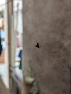 A small insect, possibly a fly, is perched on a glass surface with a blurred background. The setting appears to be indoors, featuring a soft-focus view of furniture and decor in the distance.