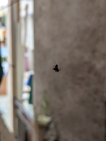 A small insect, possibly a fly, is perched on a glass surface with a blurred background. The setting appears to be indoors, featuring a soft-focus view of furniture and decor in the distance.
