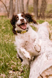 A joyful dog leaping in a sunlit park after being rescued.