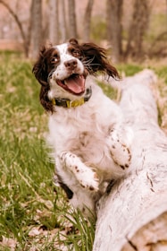 A joyful dog playing in a safe environment.