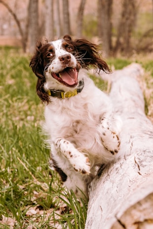 A joyful dog mid-leap over an agility hurdle on a sunny day.