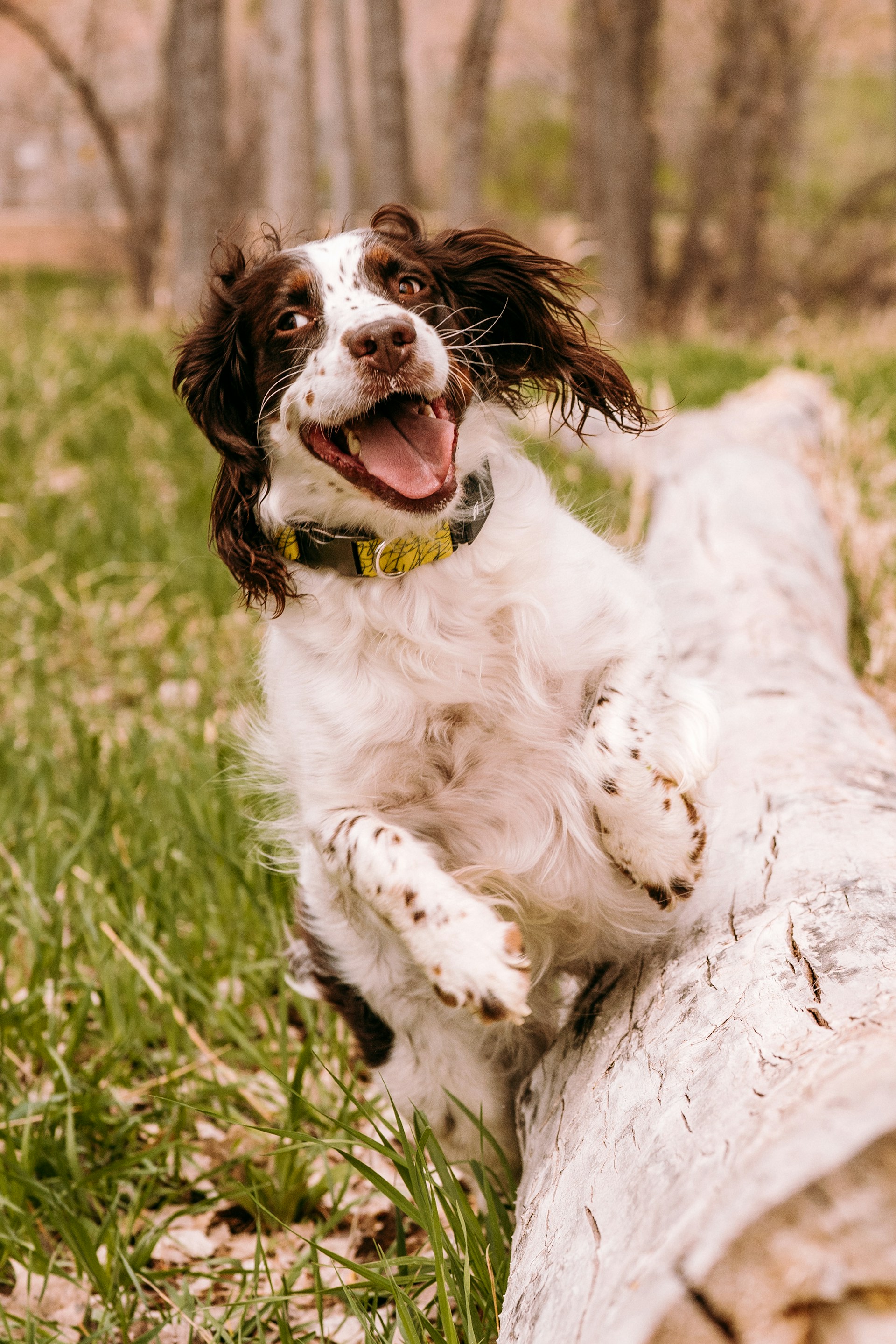 A close-up of a playful dog in mid-leap, with vibrant green grass and a joyful expression.