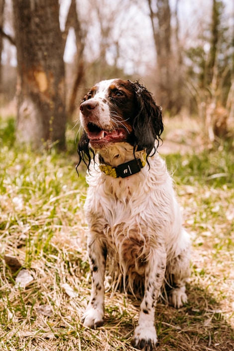 A wet and happy dog with curly fur sits on the grass in a wooded area. The dog's tongue is out, indicating playfulness or contentment, and it wears a collar. The background features trees and a sunlit forest environment.
