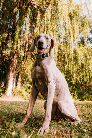 A joyful grey shepherd dog lying in the sun-dappled grass at the sanctuary.
