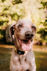 A heartwarming image of a greyhound happily playing in a sunny park.
