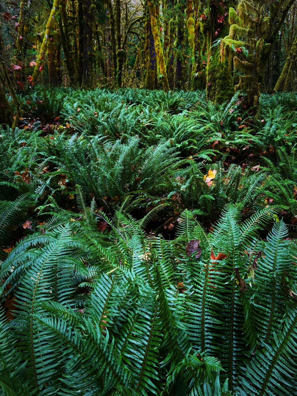 a lush green forest filled with lots of trees