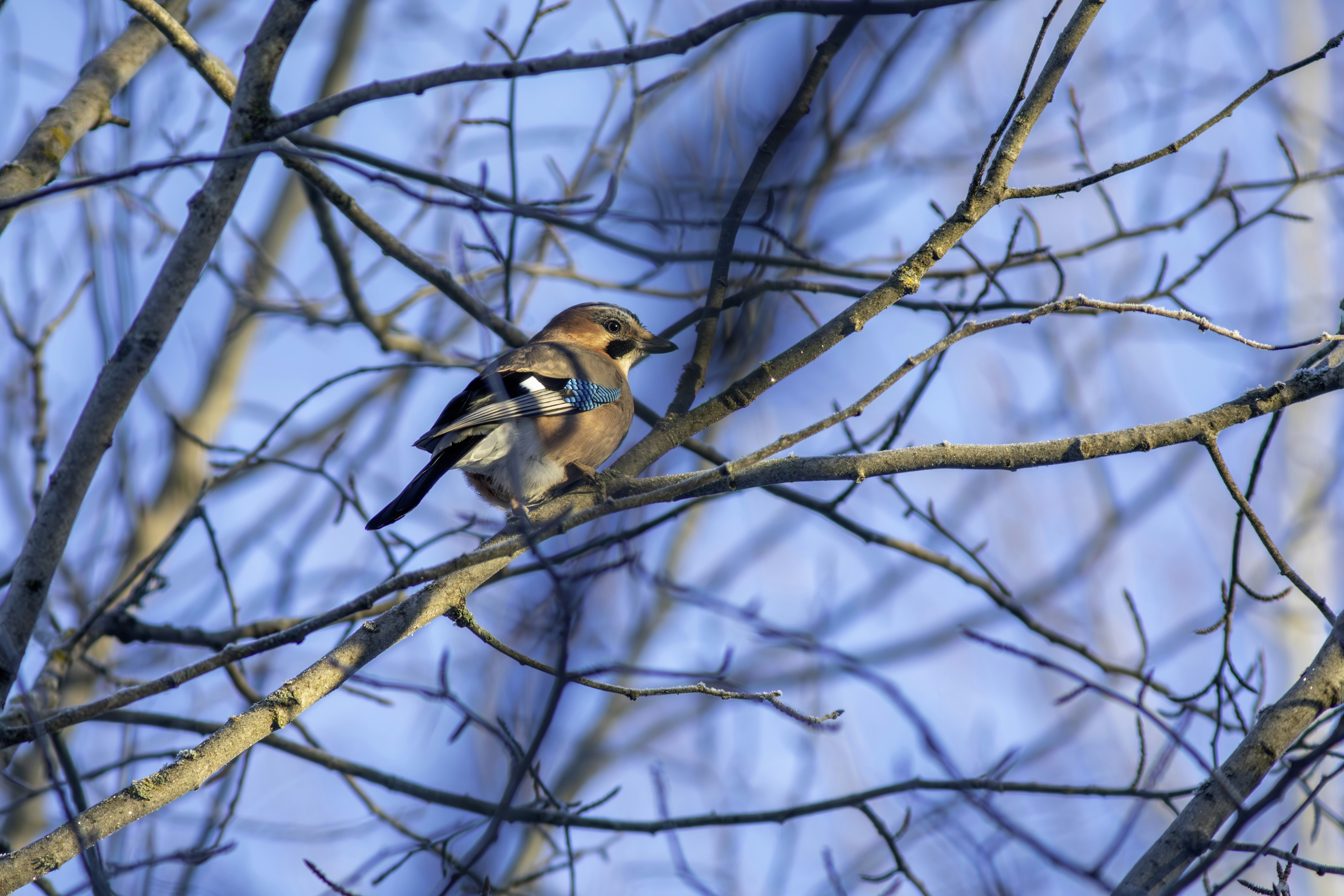 Photo by erik_karits