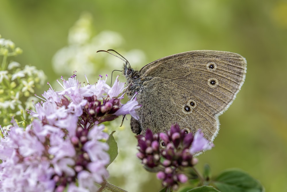 a brown butterfly sitting on top of a purple flower