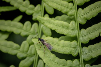 A small insect is perched on the vibrant green leaves of a fern. The insect has long antennae and delicate wings, blending in with the intricate patterns of the foliage.