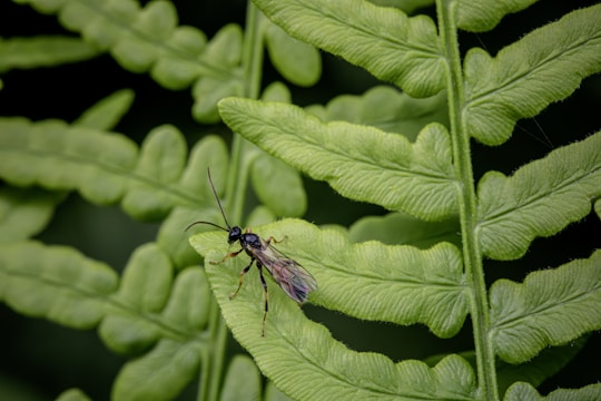 A small insect is perched on the vibrant green leaves of a fern. The insect has long antennae and delicate wings, blending in with the intricate patterns of the foliage.