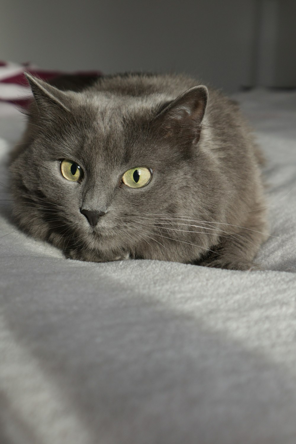 a gray cat laying on top of a bed