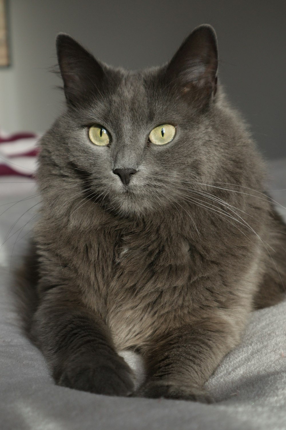 a gray cat with yellow eyes laying on a bed