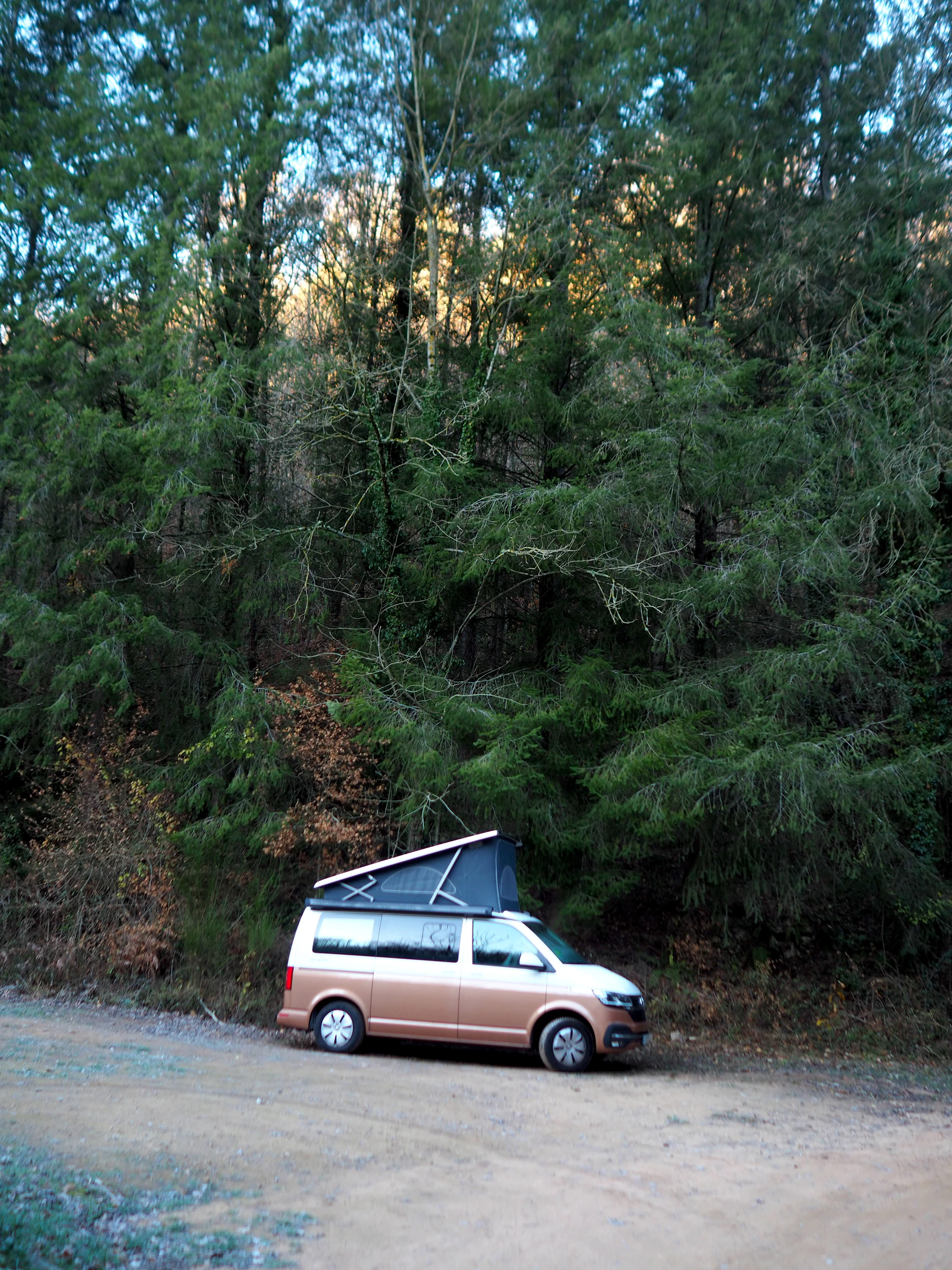 A vibrant jungle trail in South America with lush greenery and a glimpse of the camper van in the distance.