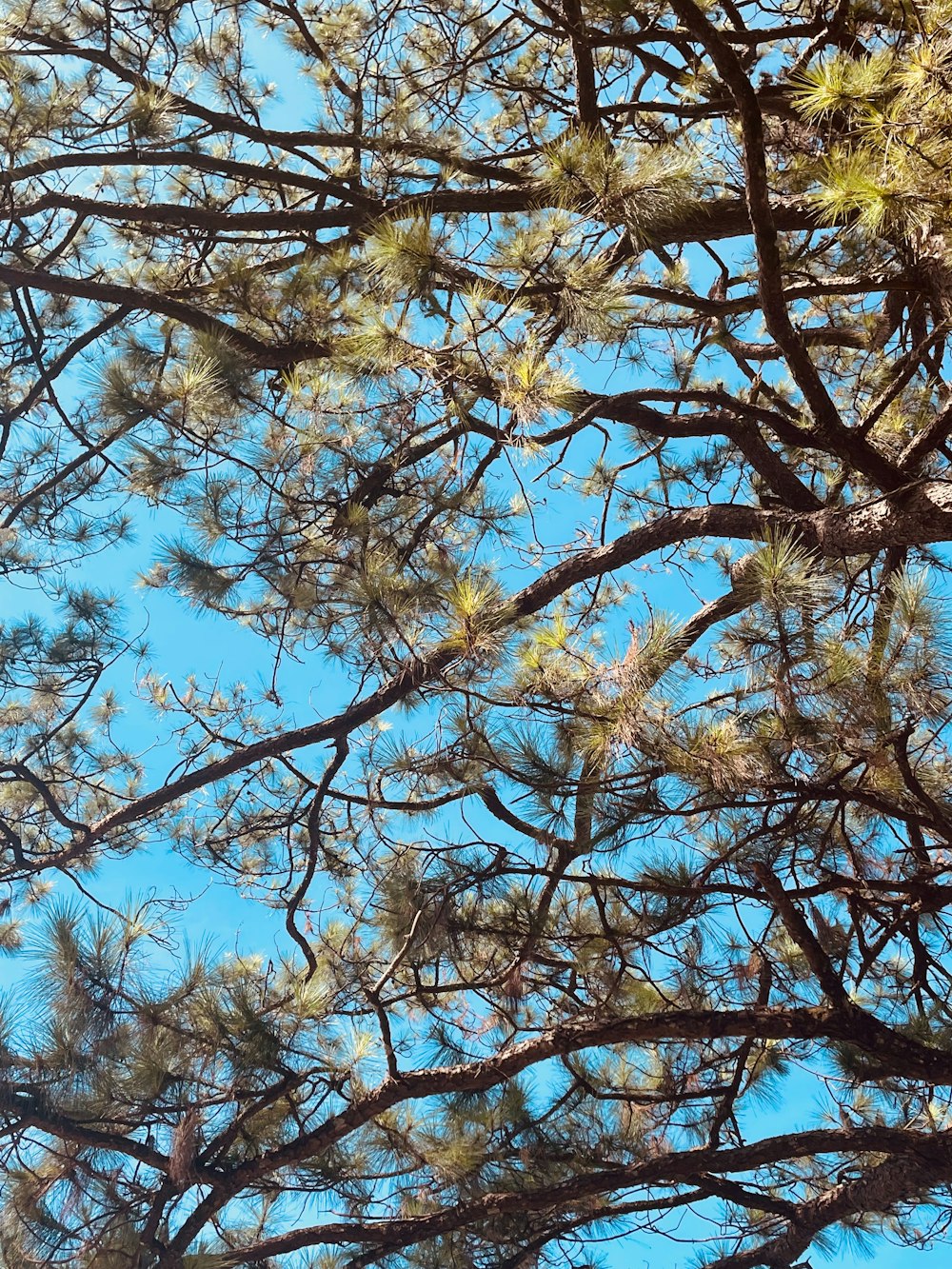 a bird sitting in a tree looking up at the sky