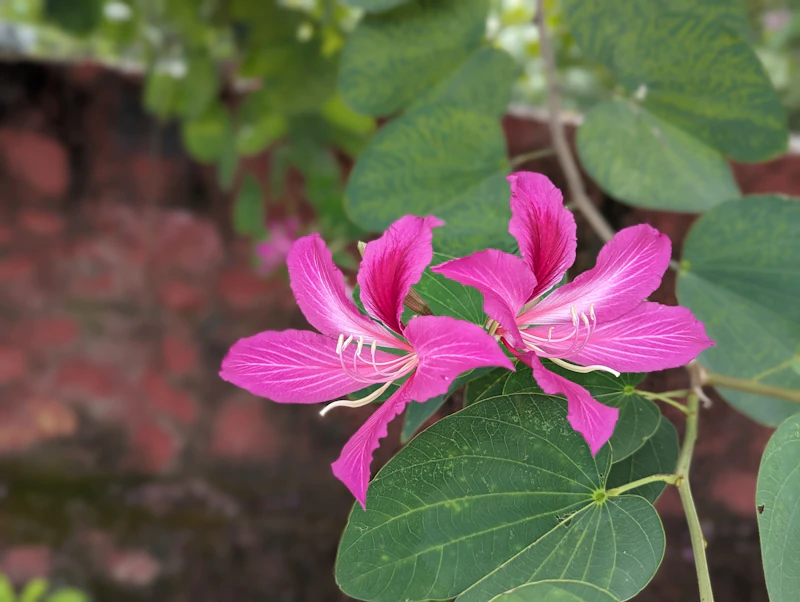 Best Boutique Hotels in Ambaji for Style, Character, and No Chain-Hotel Vibes
