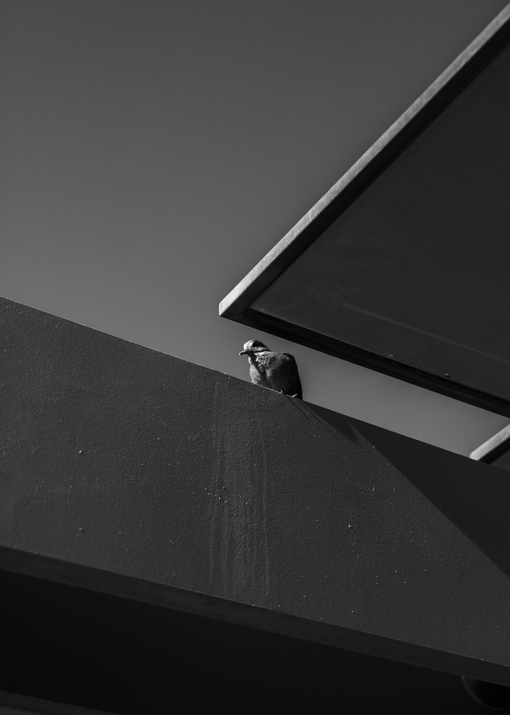 a black and white photo of a bird on a ledge