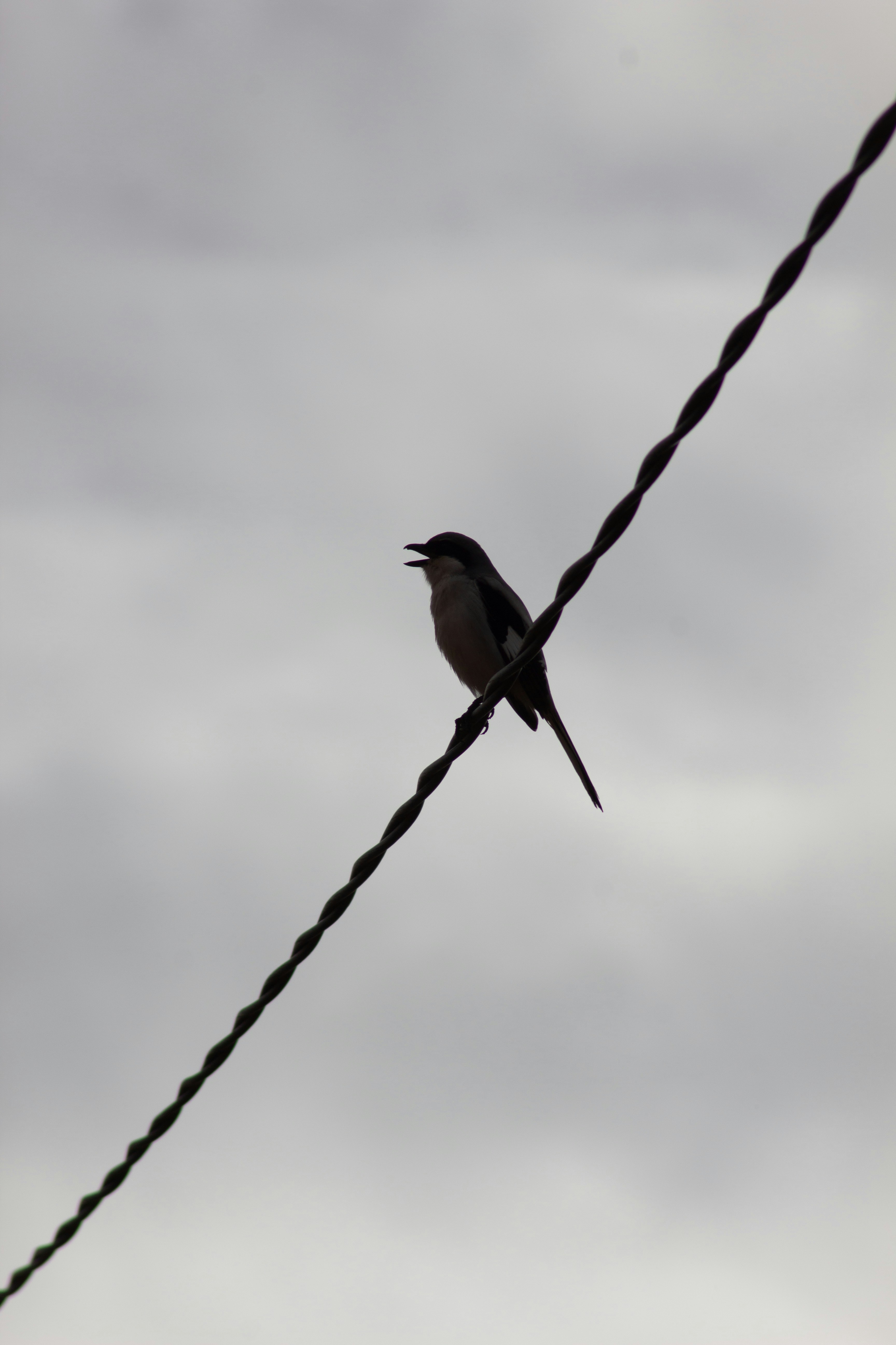 Photo by othmanfsili