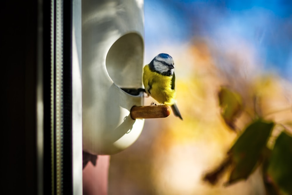um pássaro azul e amarelo está empoleirado no peitoril de uma janela