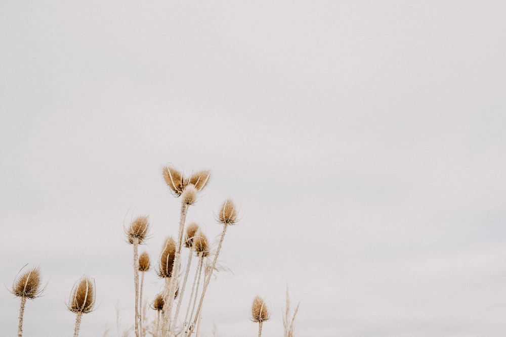 a group of plants with a sky in the background