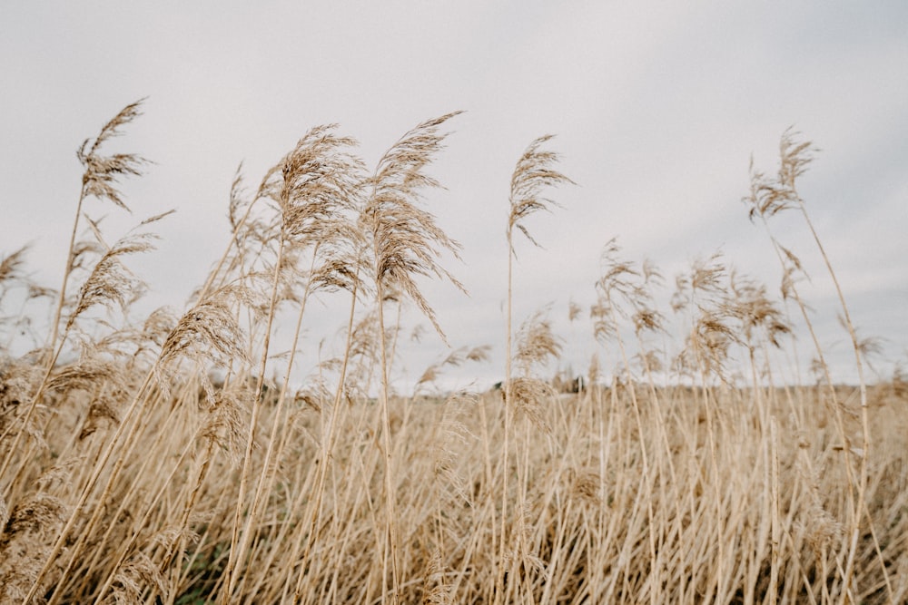 a field with tall grass blowing in the wind