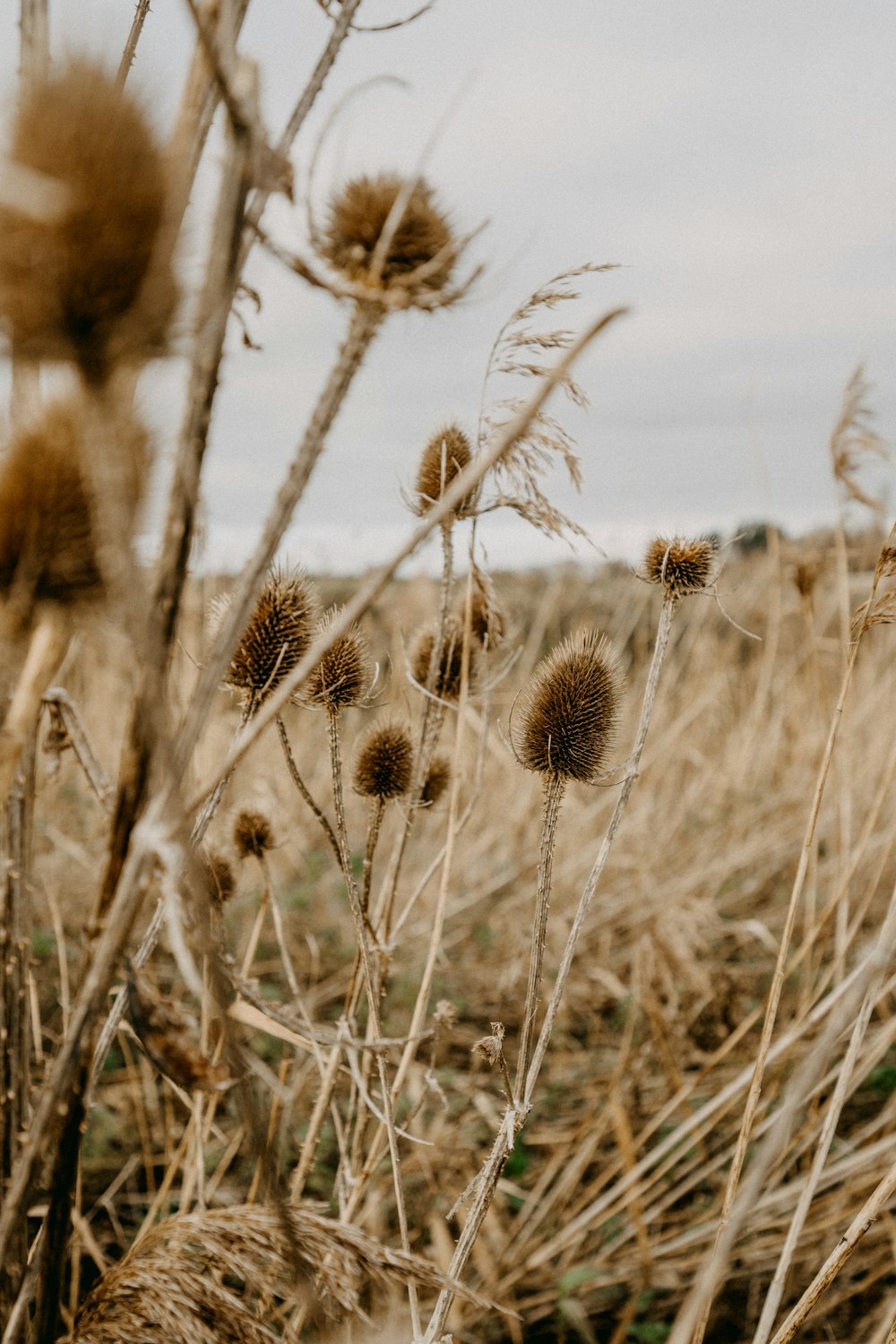 a field with tall grass and weeds in the foreground