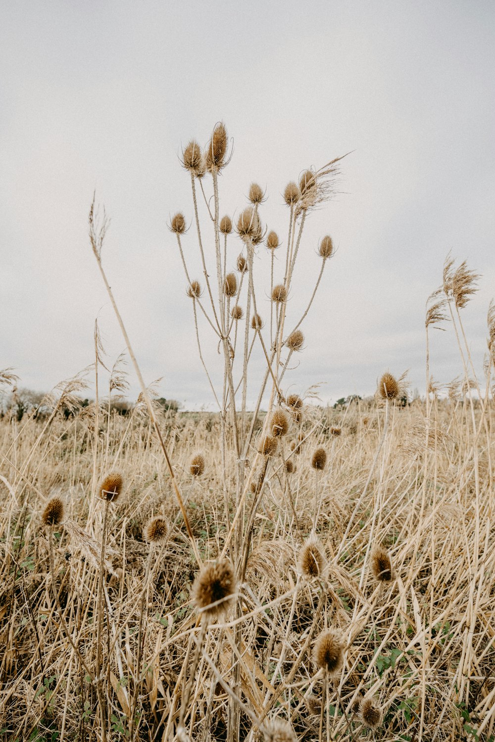 a field with a bunch of dead flowers in it