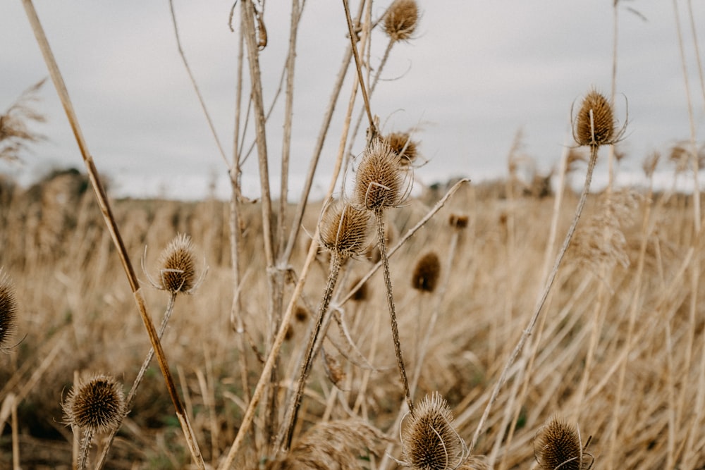 a field of dry grass with a sky in the background