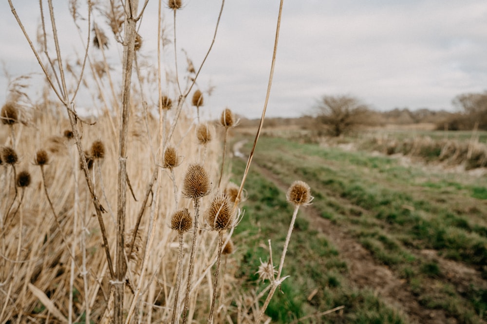 a field that has some plants in it