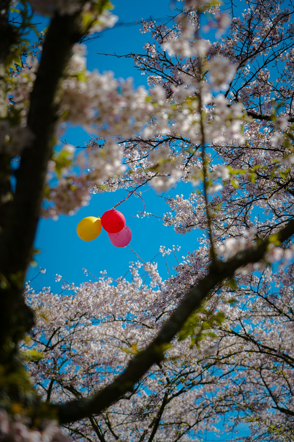 a couple of balloons floating in the air