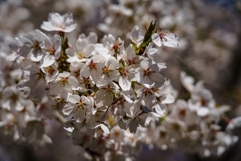 un bouquet de fleurs blanches qui sont sur un arbre