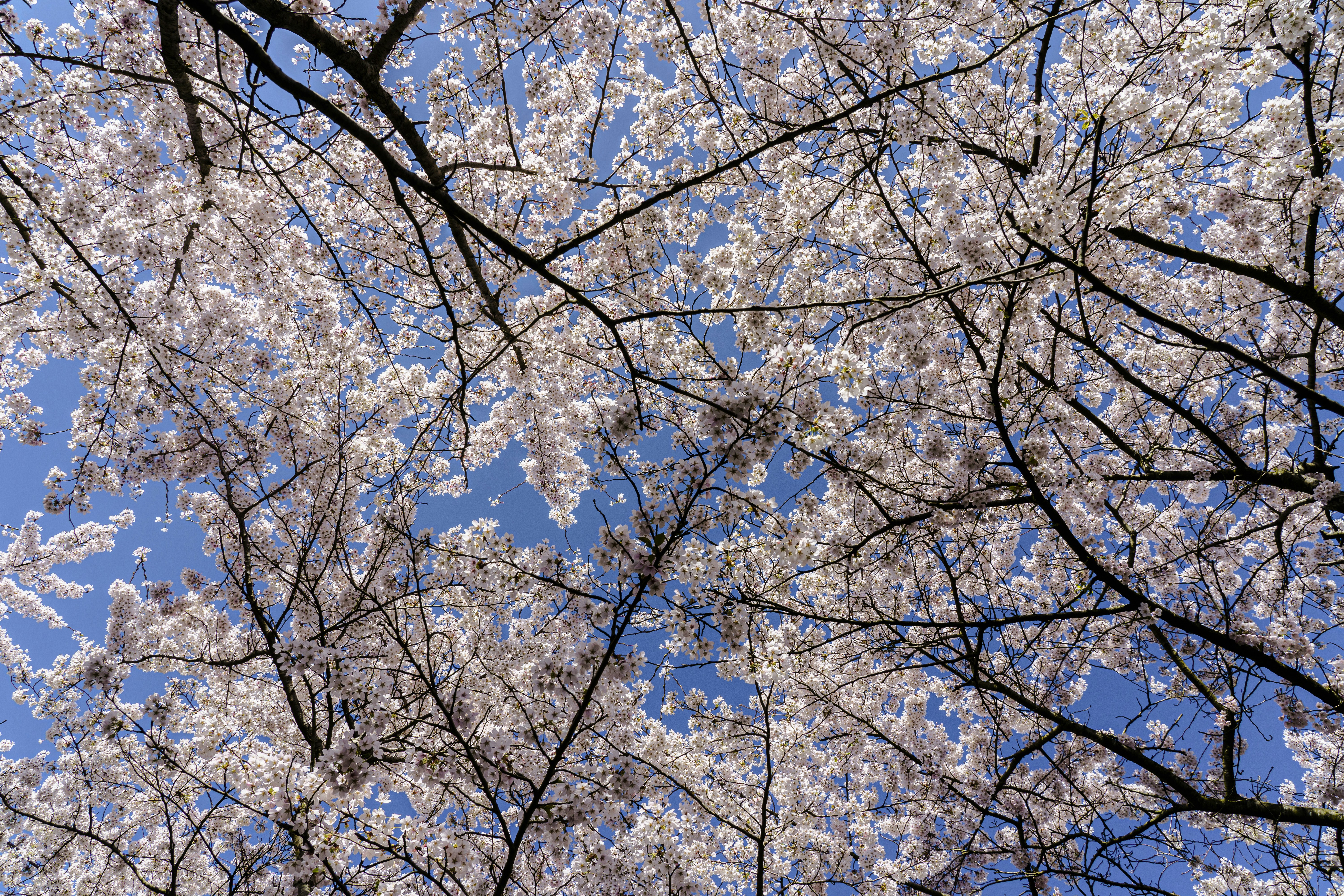 Photo by mitchelanneveldt