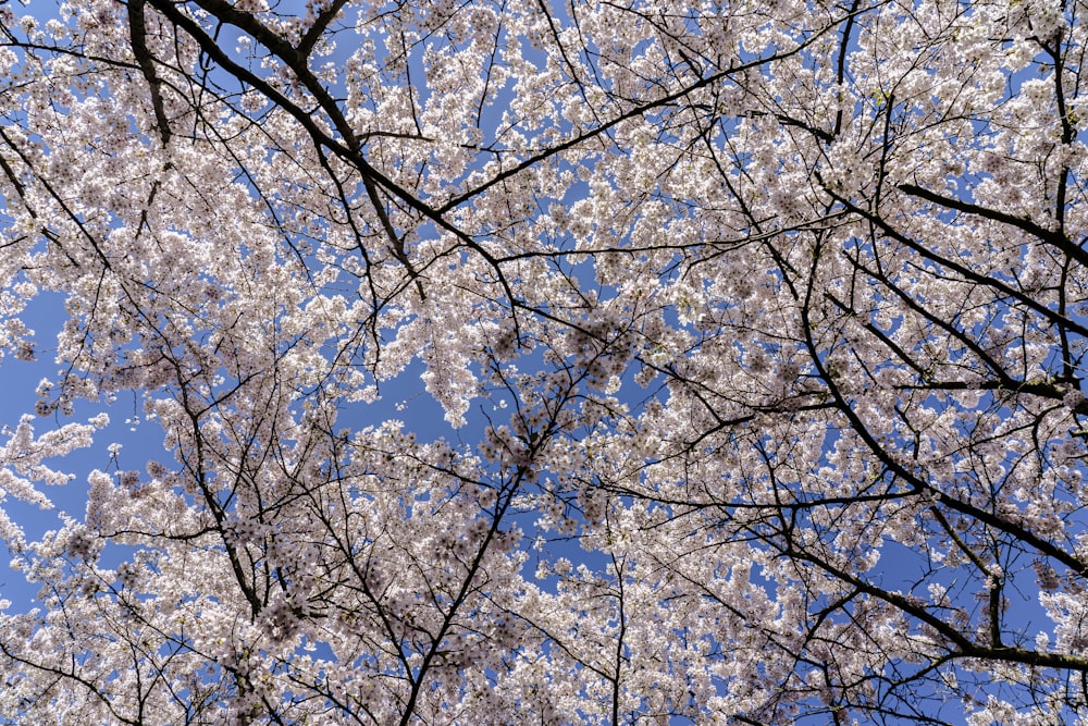 the branches of a tree with white flowers against a blue sky