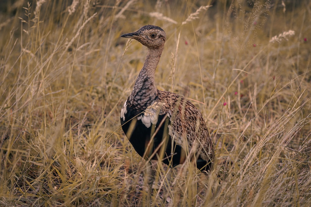 a bird standing in a field of tall grass