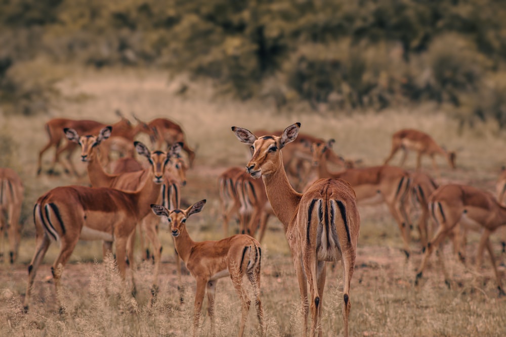 a herd of gazelle standing on top of a dry grass field
