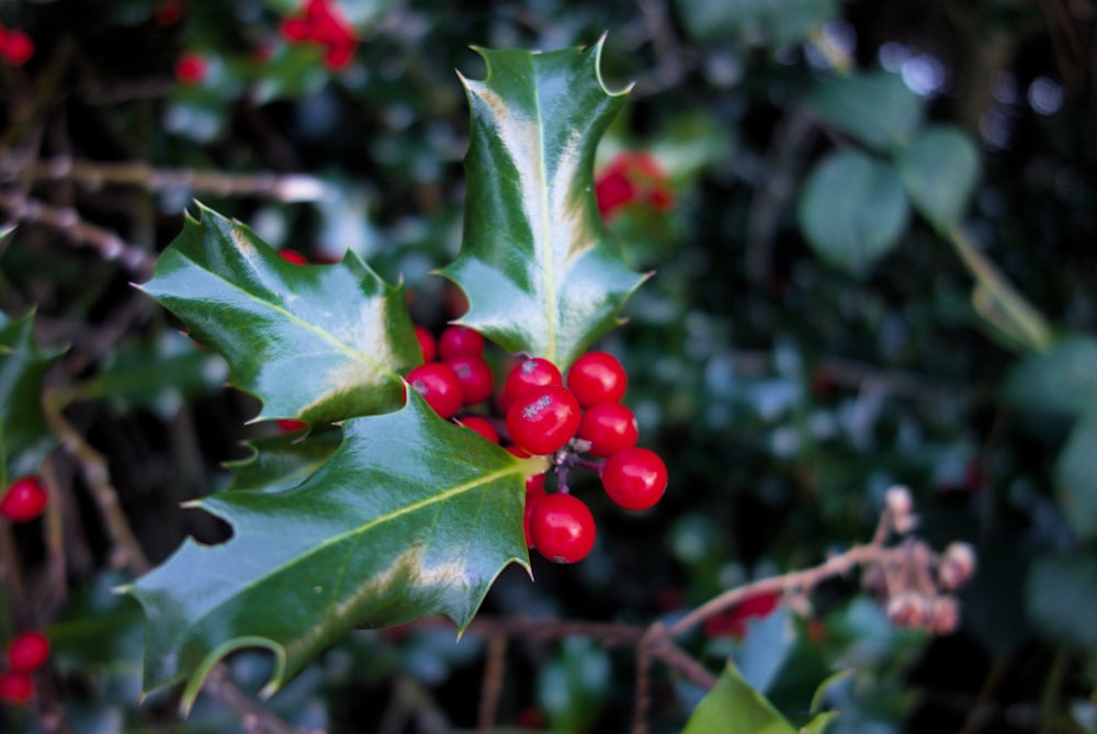 a holly plant with red berries and green leaves