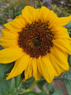 A vibrant yellow sunflower in full bloom, with intricate patterns at the center, surrounded by lush green leaves. The petals are vivid and display a strong contrast against the textured brown and black seeds.