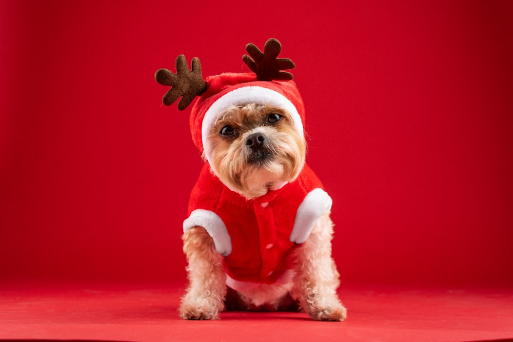 um cachorro pequeno vestindo uma roupa de Papai Noel