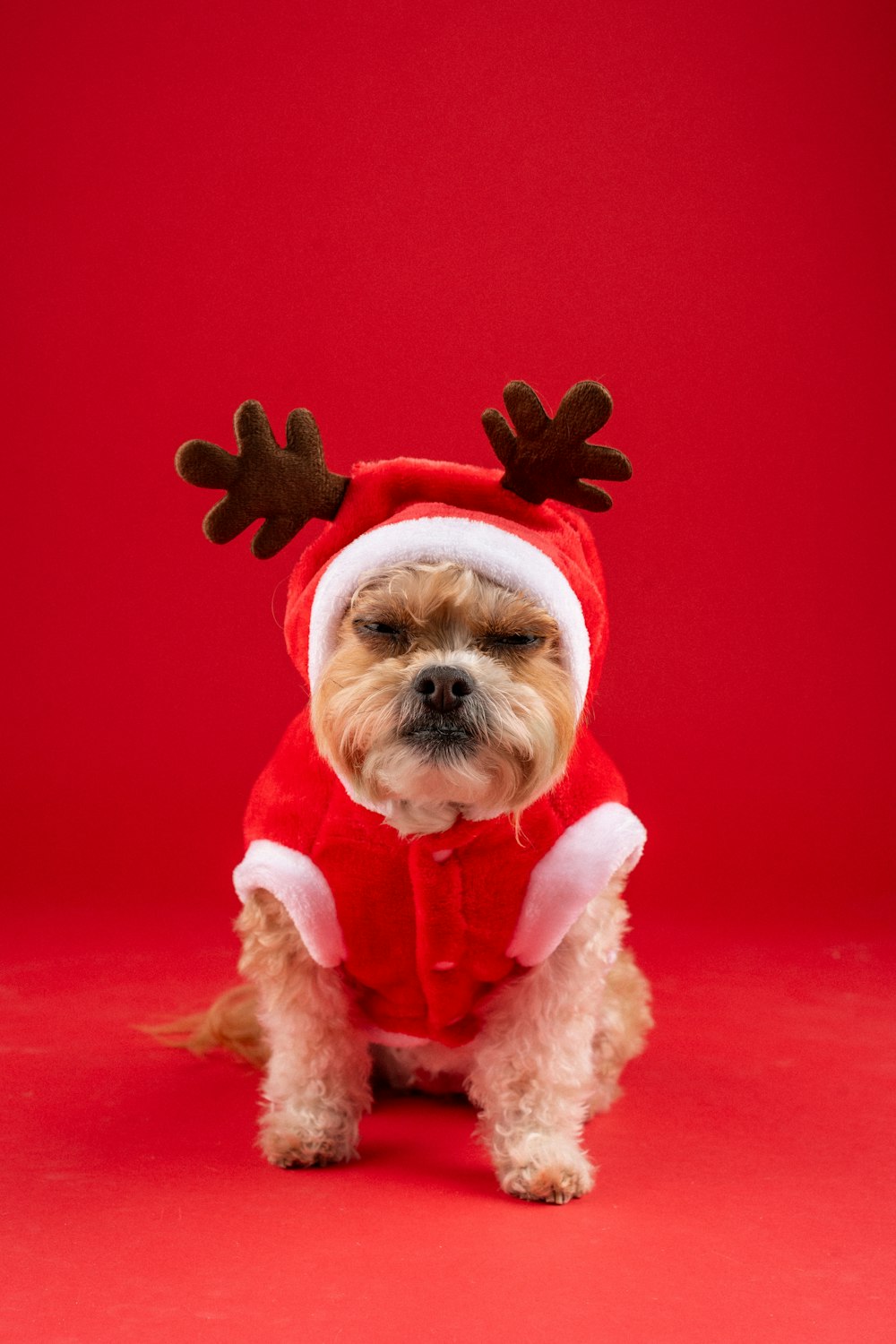 Un perro pequeño con un traje de Papá Noel