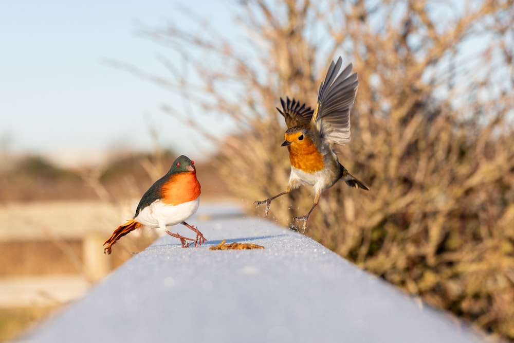 a couple of birds standing on top of a roof