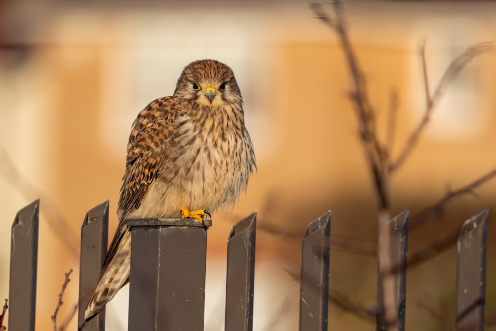 a small bird perched on top of a wooden fence
